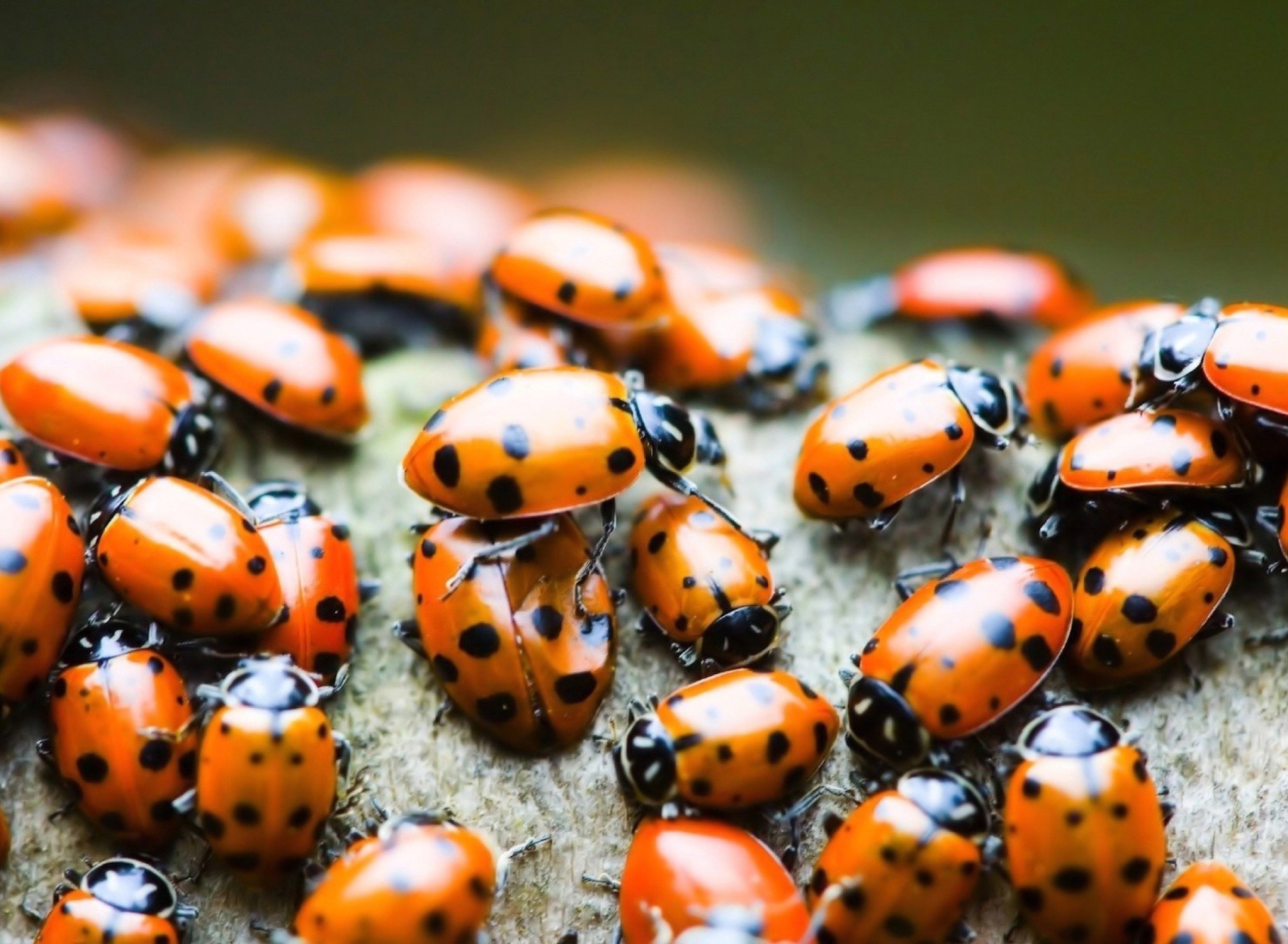 Sfondi Ladybugs 1920x1408
