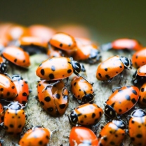 Sfondi Ladybugs 208x208