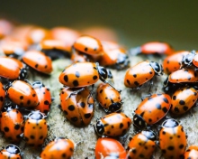 Ladybugs wallpaper 220x176