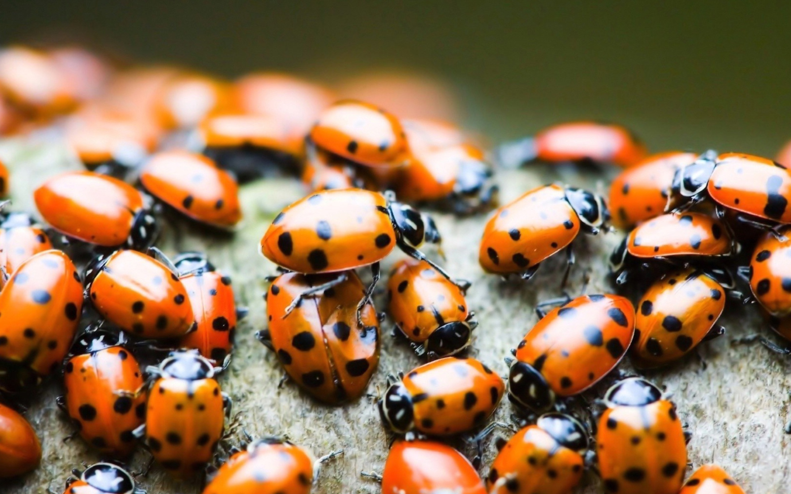 Ladybugs wallpaper 2560x1600