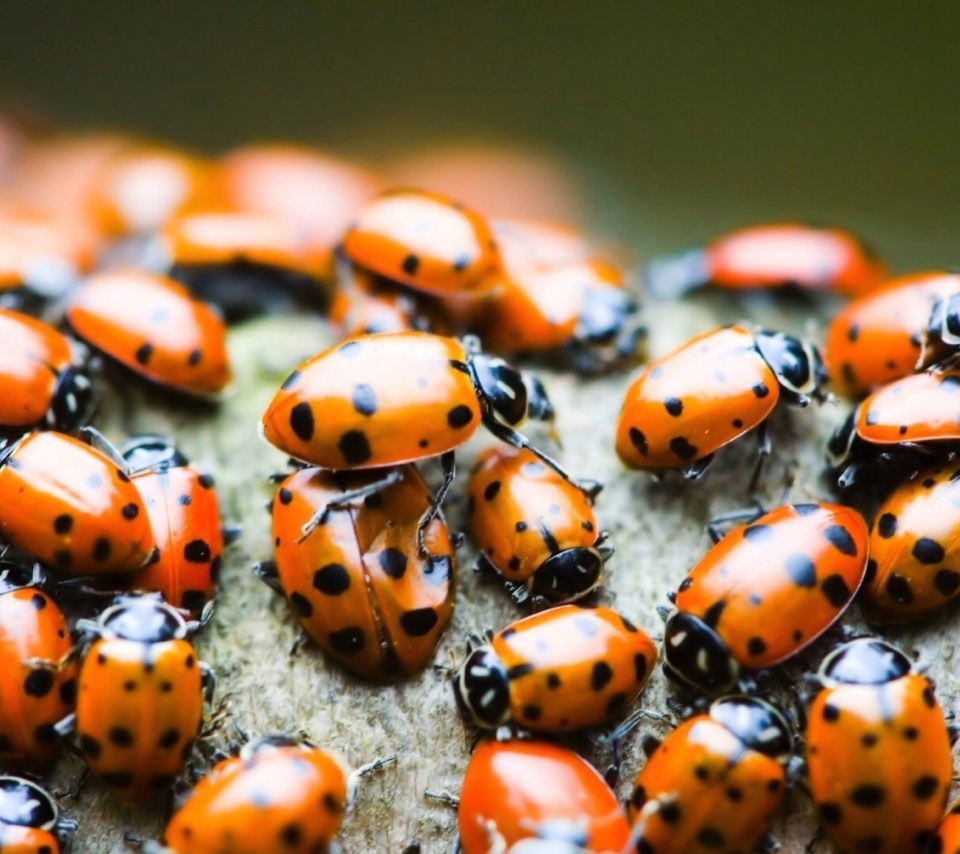Ladybugs wallpaper 960x854
