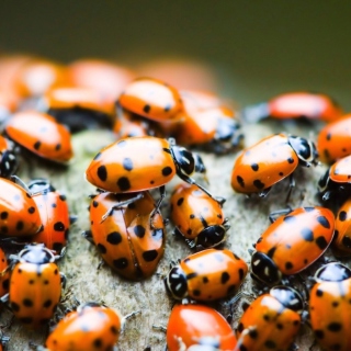 Ladybugs - Fondos de pantalla gratis para 2048x2048