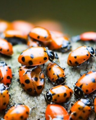 Ladybugs - Obrázkek zdarma pro 480x640