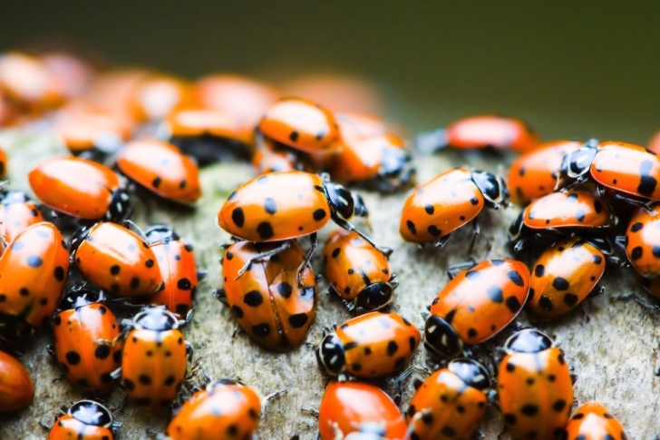 Ladybugs wallpaper