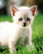 Thai Kitten screenshot #1 176x220