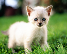 Thai Kitten wallpaper 220x176