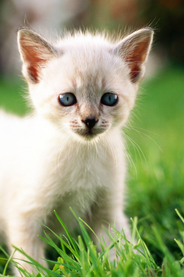 Thai Kitten wallpaper 640x960