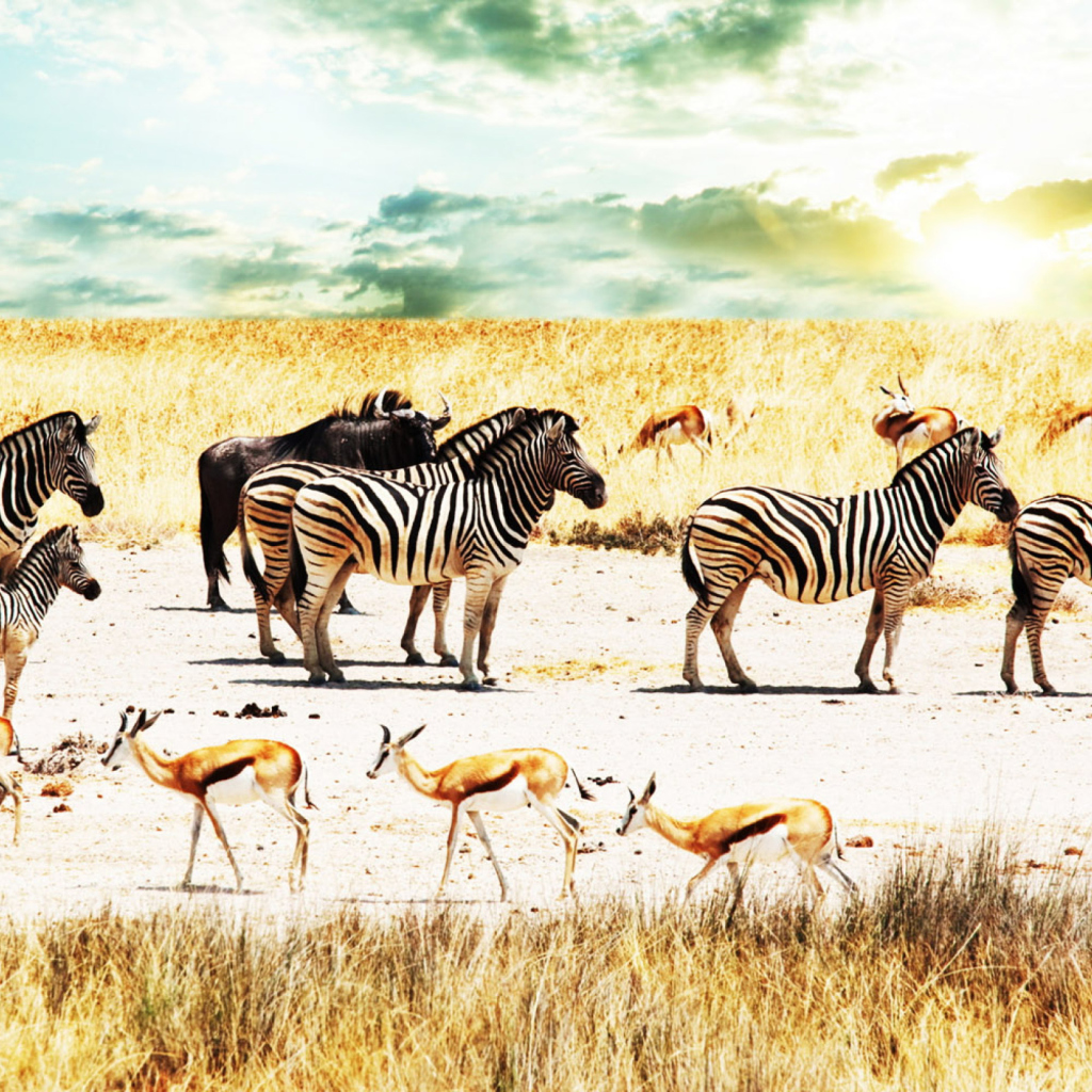 Fondo de pantalla Wild Life Zebras 1024x1024