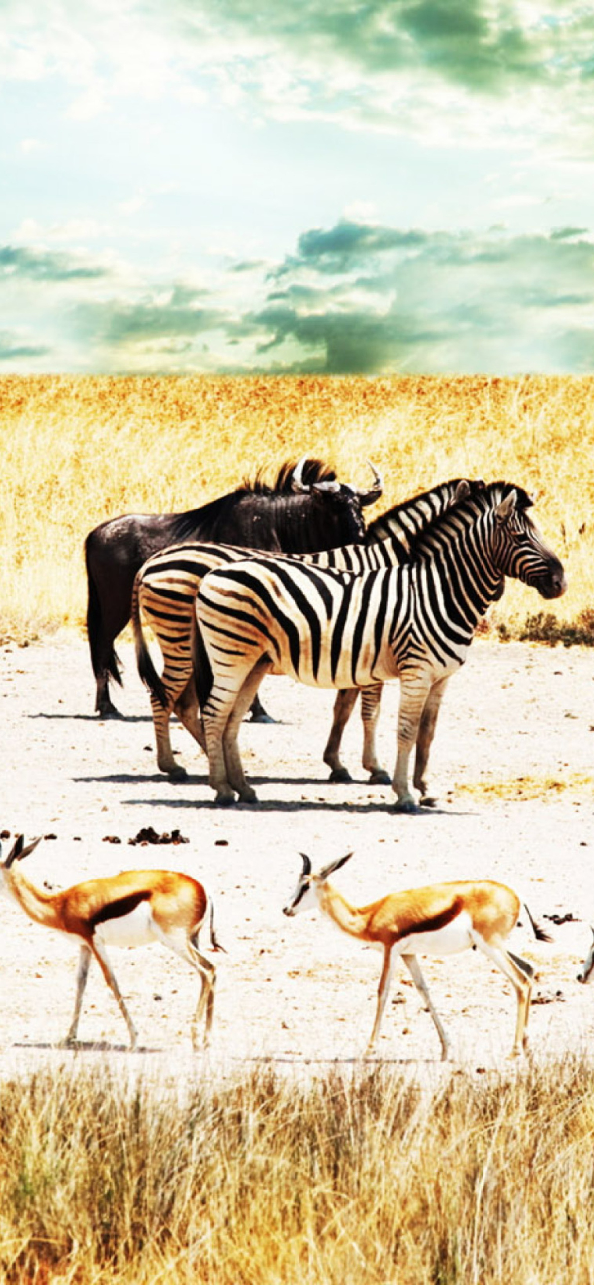 Das Wild Life Zebras Wallpaper 1170x2532