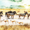 Das Wild Life Zebras Wallpaper 128x128