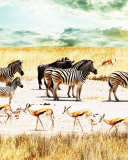 Обои Wild Life Zebras 128x160