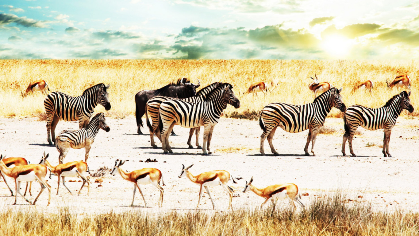 Das Wild Life Zebras Wallpaper 1366x768
