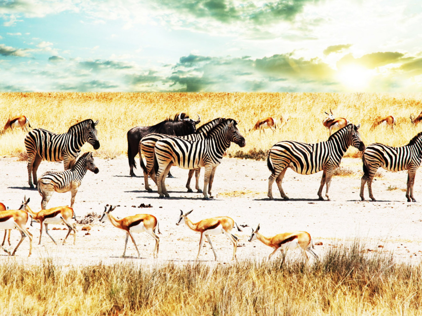 Fondo de pantalla Wild Life Zebras 1400x1050