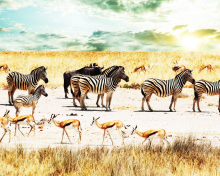 Обои Wild Life Zebras 220x176
