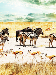 Wild Life Zebras wallpaper 240x320