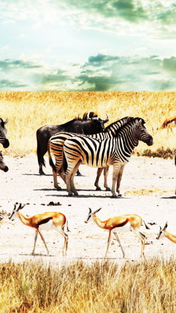 Das Wild Life Zebras Wallpaper 360x640