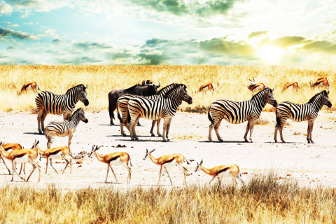 Das Wild Life Zebras Wallpaper 480x320