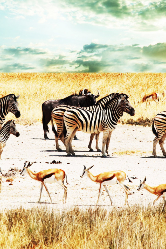 Обои Wild Life Zebras 640x960