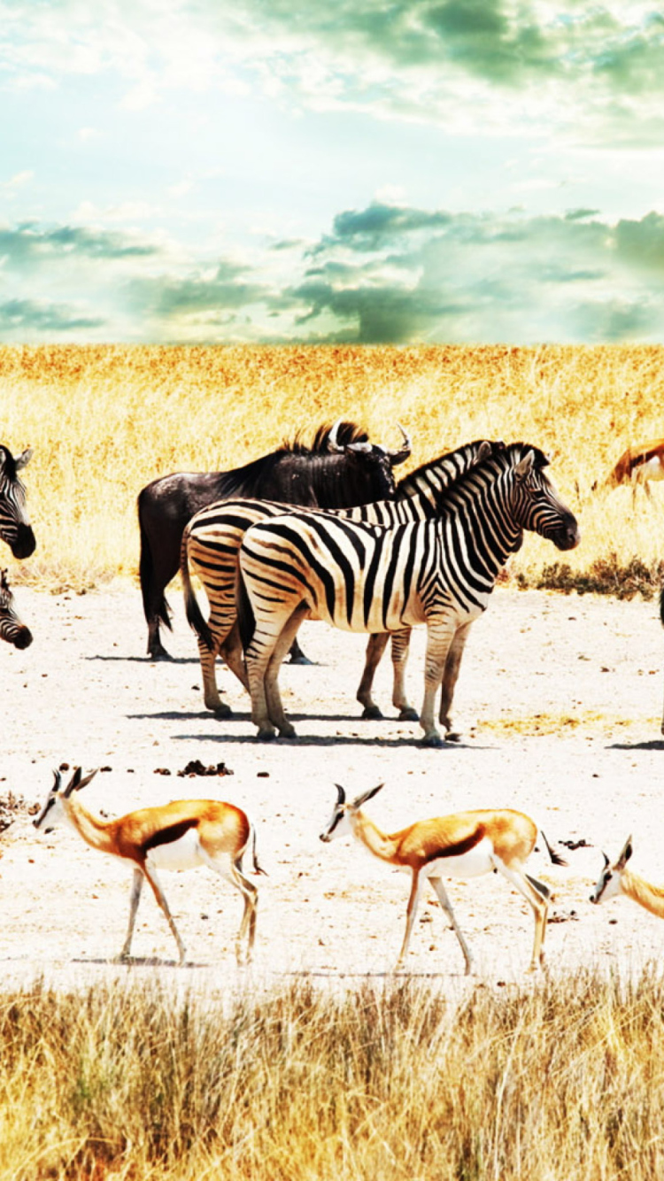 Wild Life Zebras wallpaper 750x1334