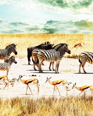 Wild Life Zebras papel de parede para celular para Samsung S5230
