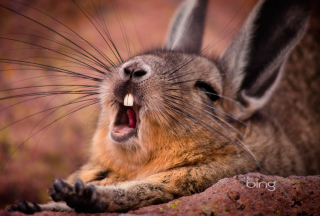 Mountain Viscacha - Fondos de pantalla gratis 