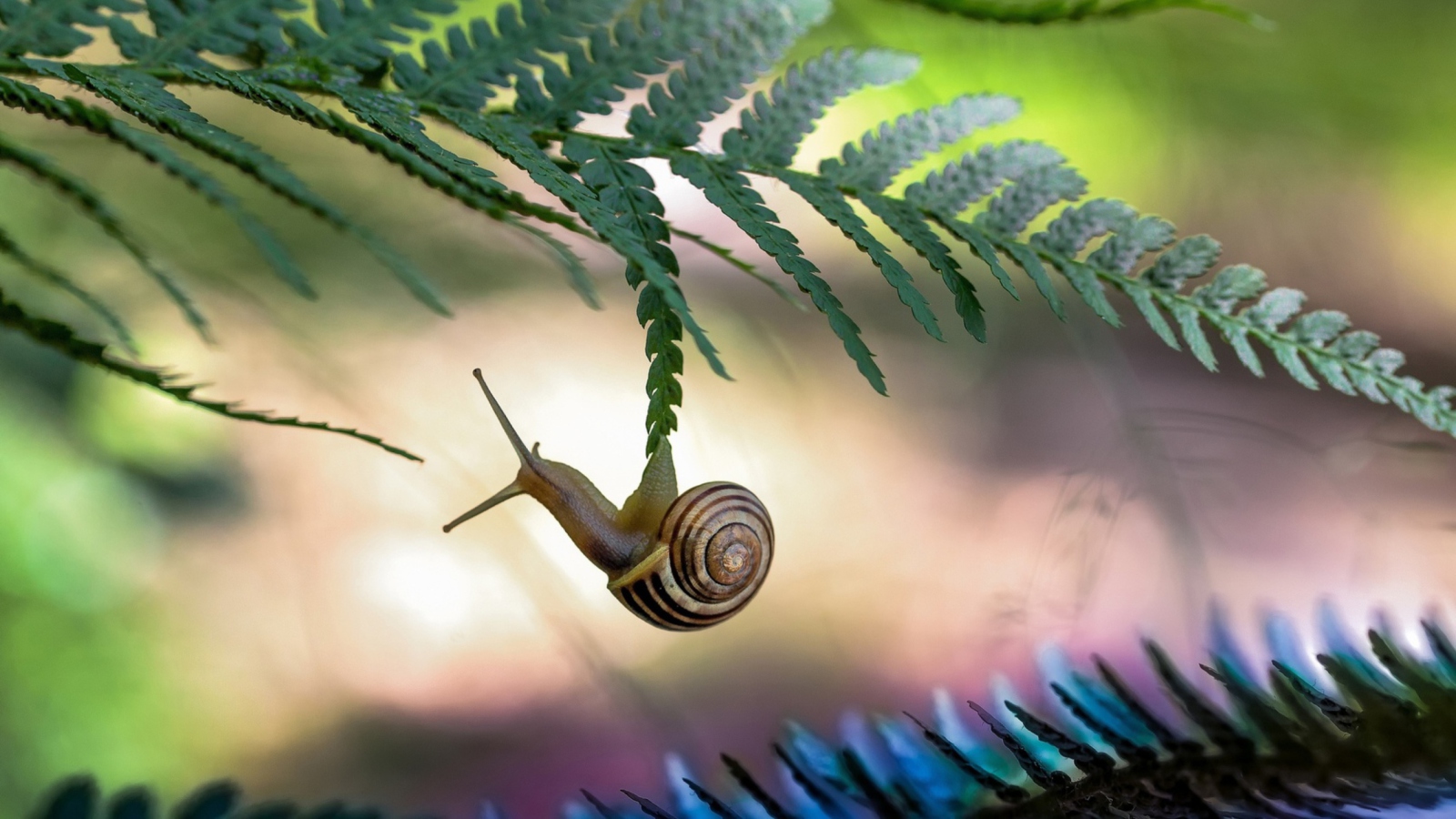 Little Snail screenshot #1 1600x900
