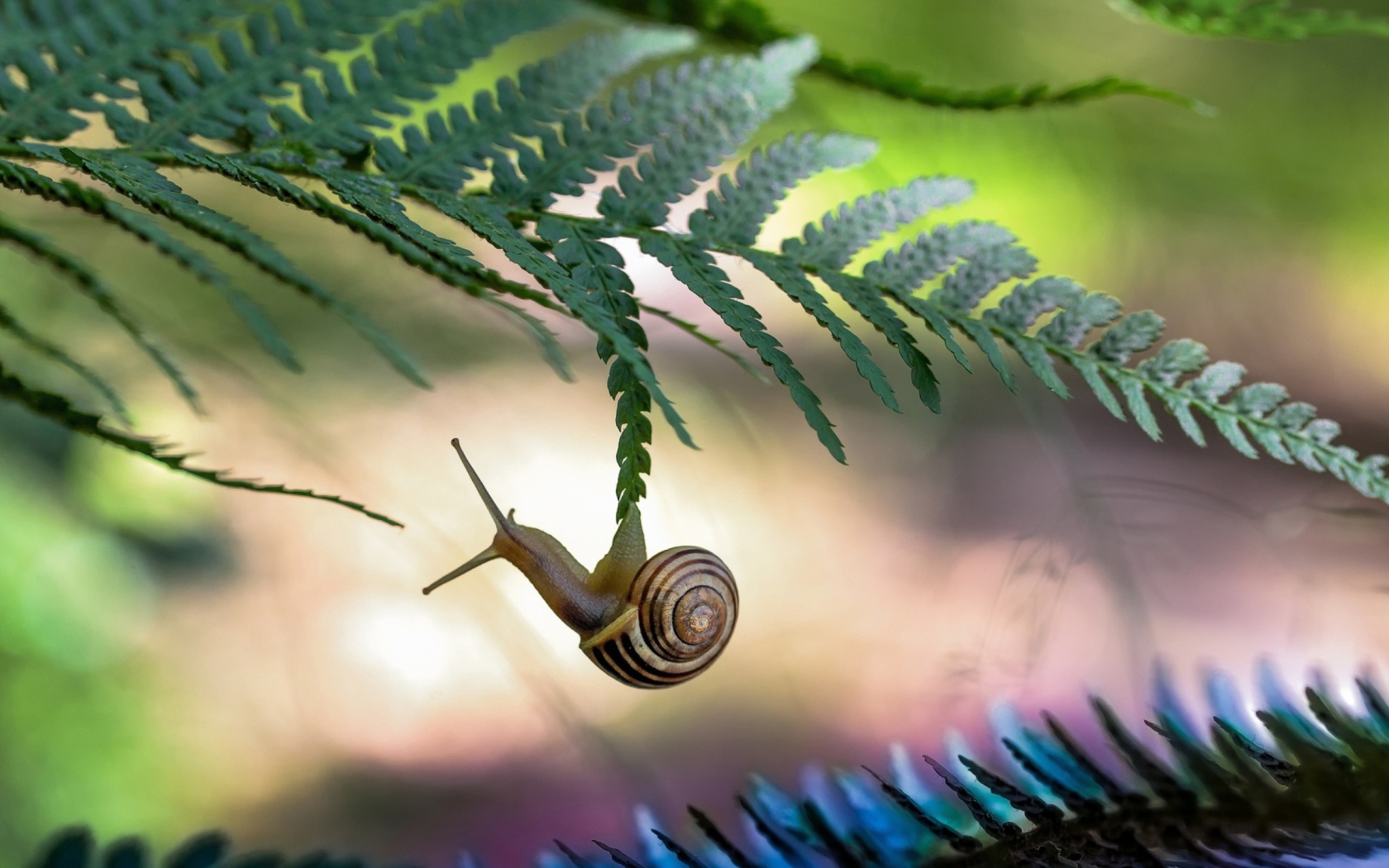 Little Snail wallpaper 1680x1050