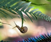 Das Little Snail Wallpaper 176x144