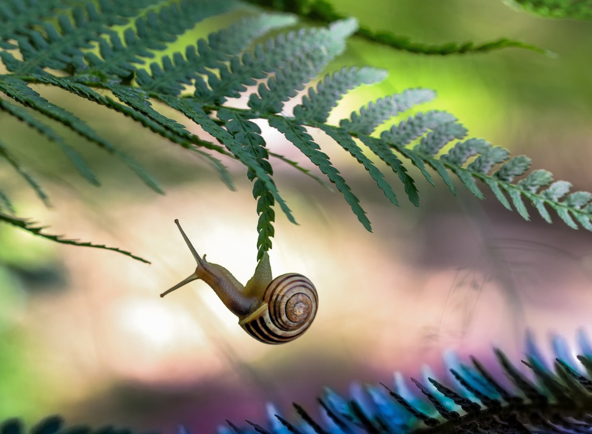 Screenshot №1 pro téma Little Snail 1920x1408