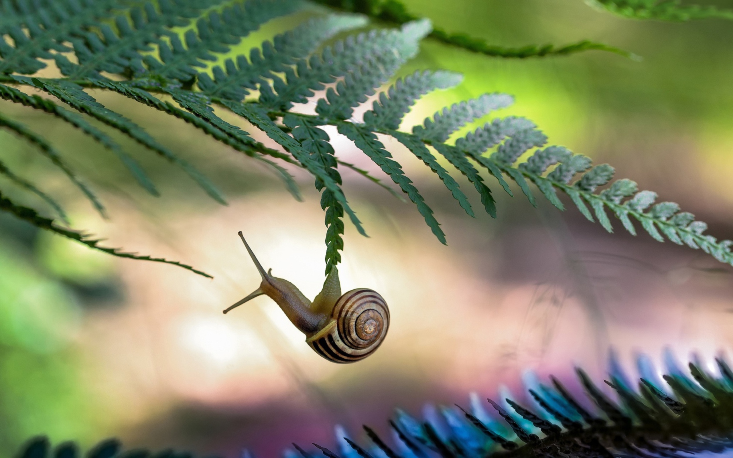 Little Snail wallpaper 2560x1600