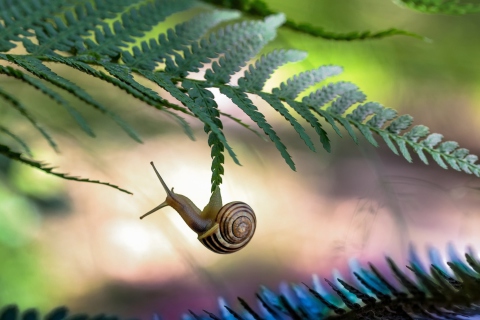 Das Little Snail Wallpaper 480x320