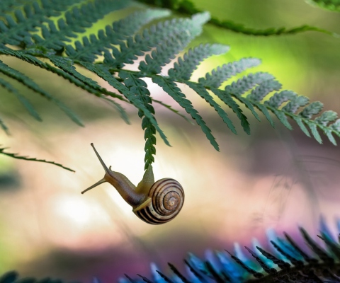 Little Snail wallpaper 480x400