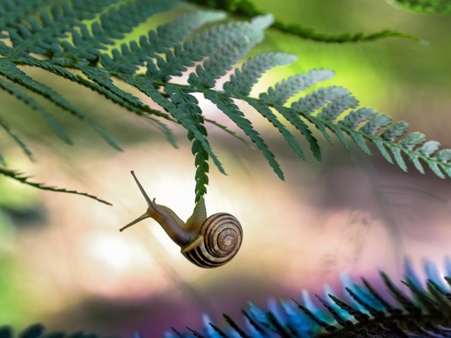 Das Little Snail Wallpaper 640x480