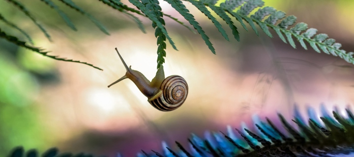 Little Snail wallpaper 720x320