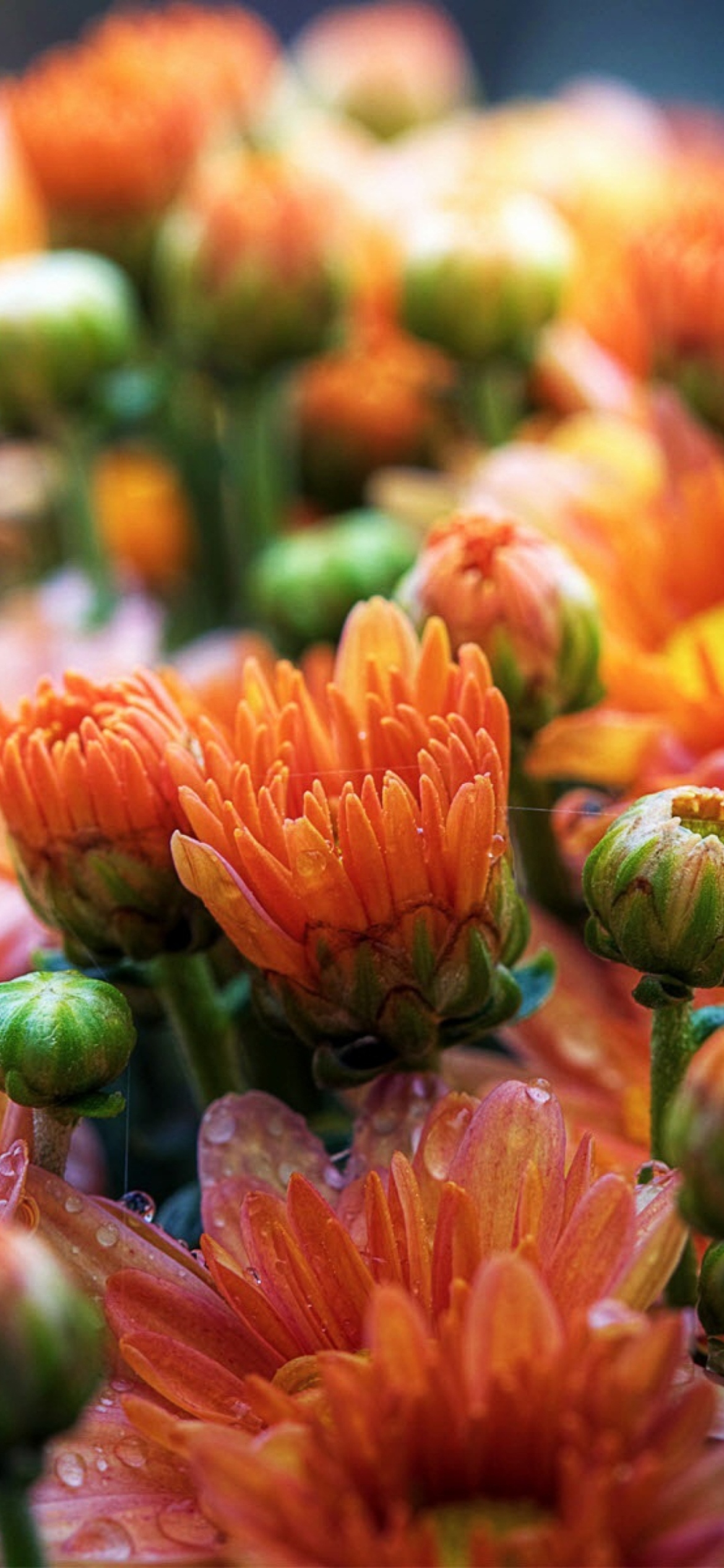 Обои Cute Orange Daisies 1170x2532