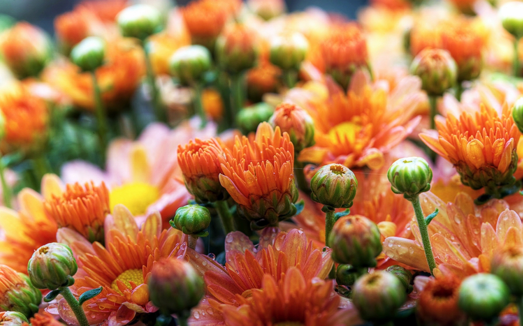 Cute Orange Daisies wallpaper 1680x1050