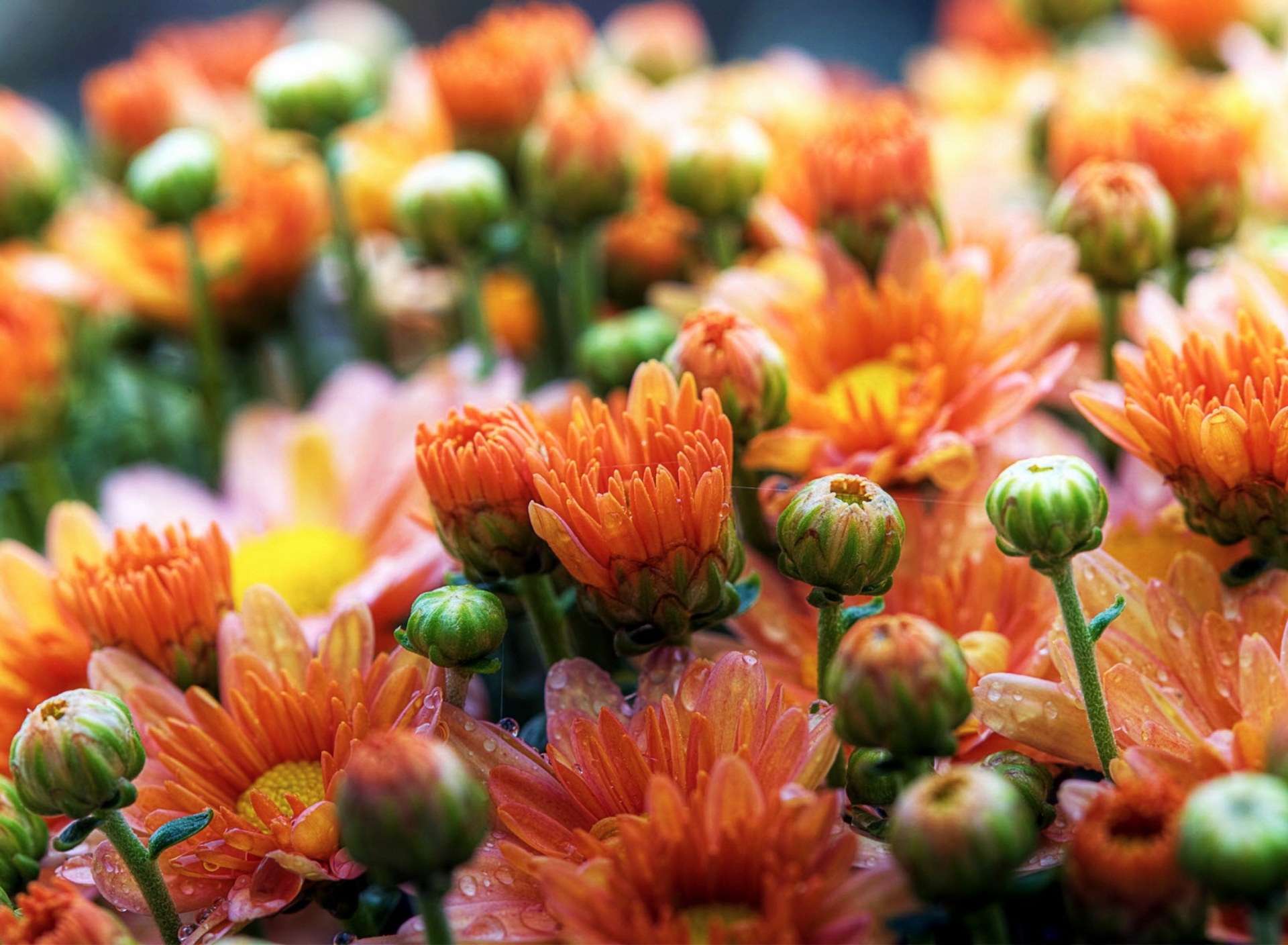 Обои Cute Orange Daisies 1920x1408