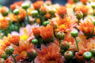Cute Orange Daisies Wallpaper for Android, iPhone and iPad