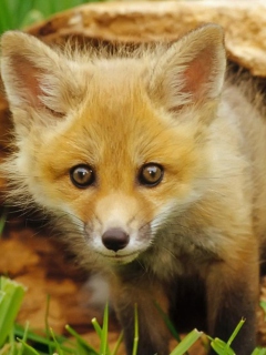 Baby Fox screenshot #1 240x320