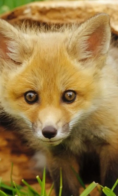 Baby Fox screenshot #1 240x400