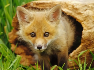 Baby Fox screenshot #1 320x240