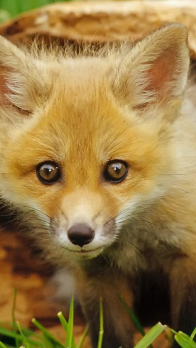 Baby Fox screenshot #1 640x1136