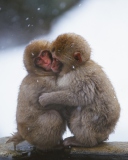 Обои Monkey Love 128x160