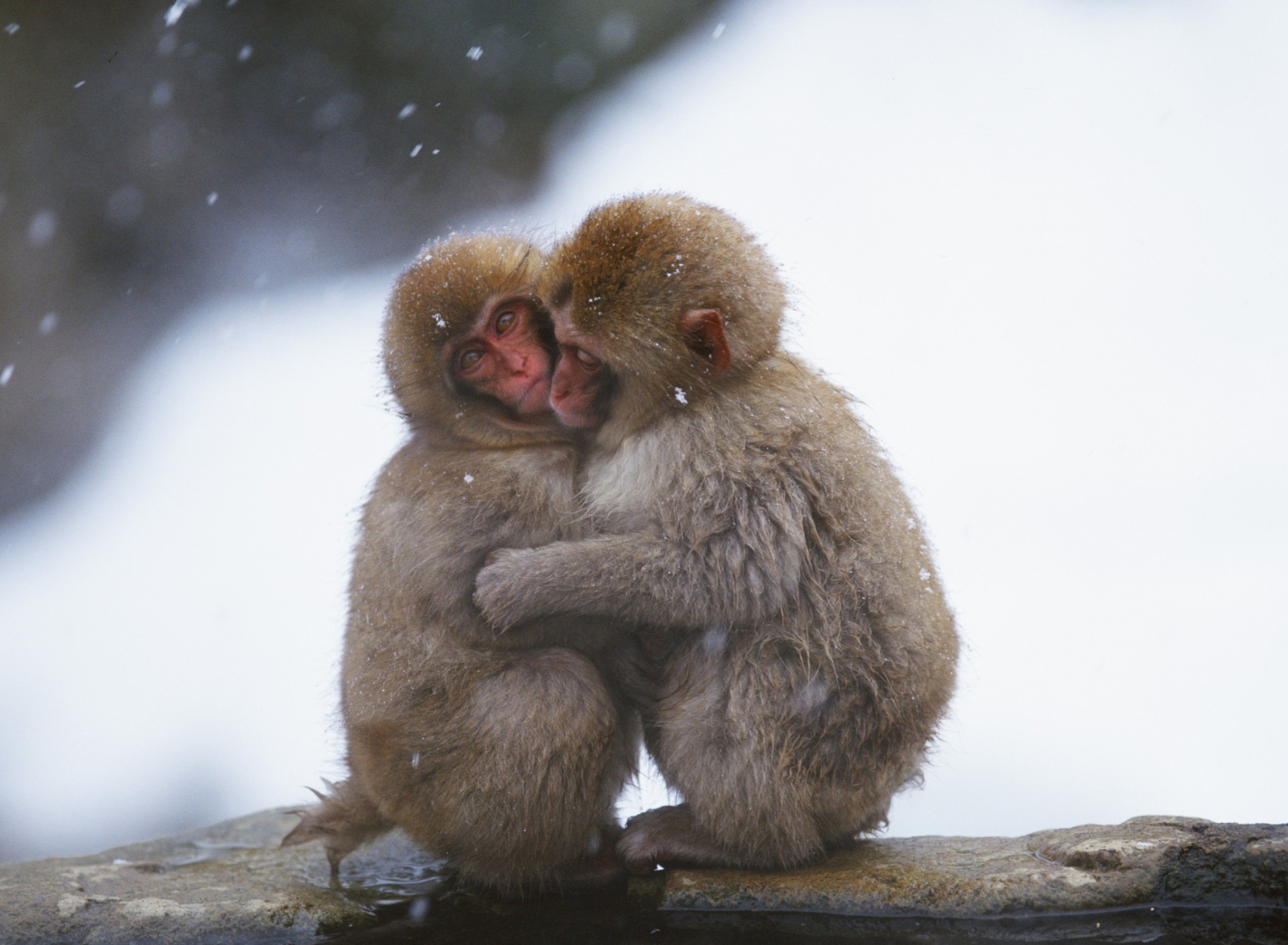 Monkey Love wallpaper 1920x1408