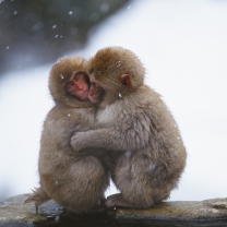 Monkey Love wallpaper 208x208