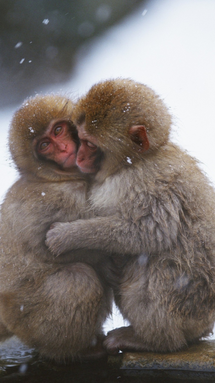 Das Monkey Love Wallpaper 750x1334