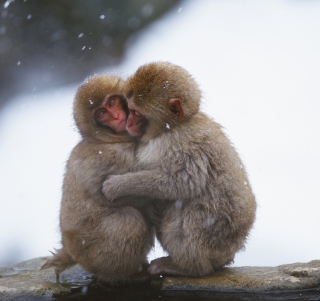 Free Monkey Love Picture for iPad