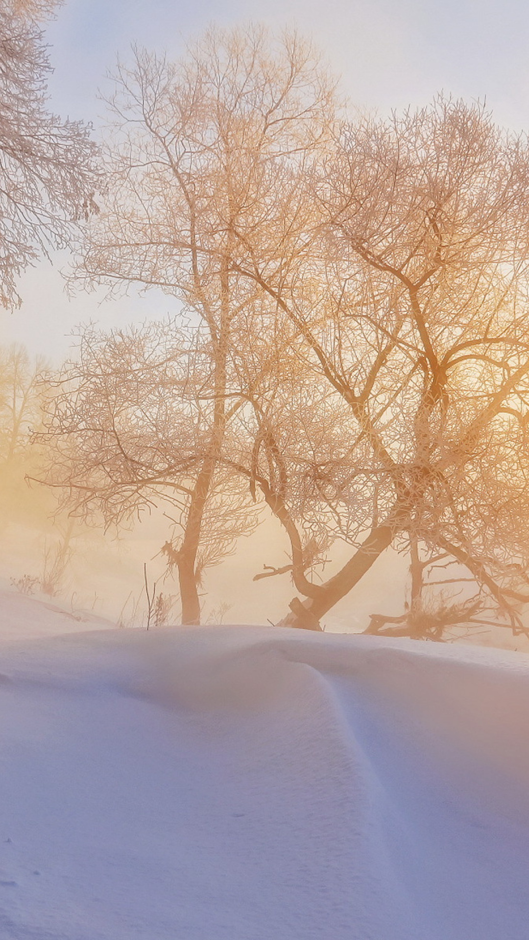 Fondo de pantalla Morning in winter forest 1080x1920