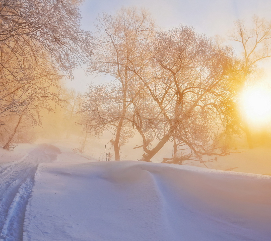 Sfondi Morning in winter forest 1080x960