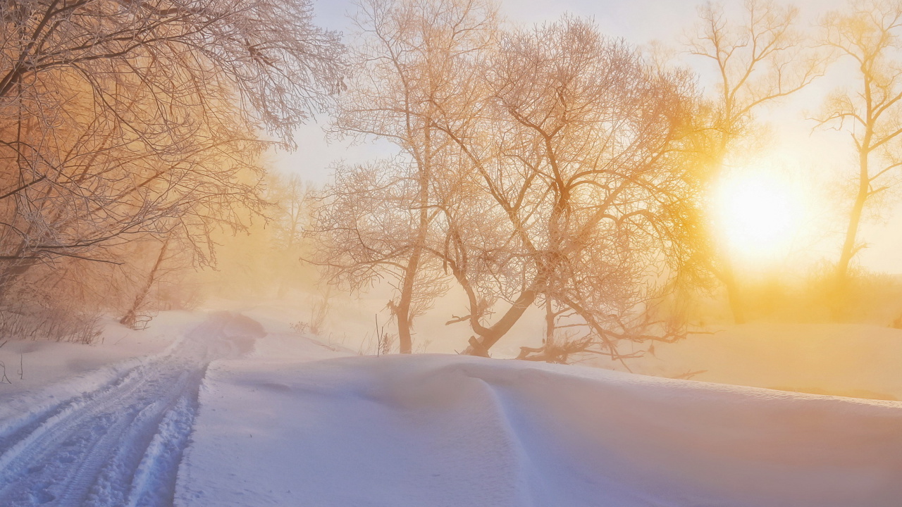 Morning in winter forest wallpaper 1280x720